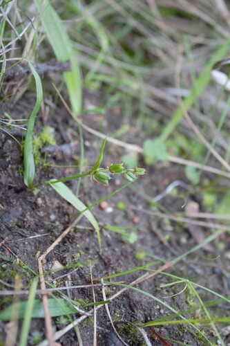 Wurmbea glassii (Wurmbea glassii)