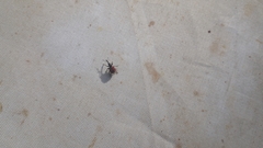 Tatianaerhynchites aequatus