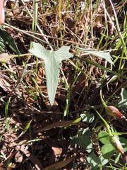 Calystegia purpurata