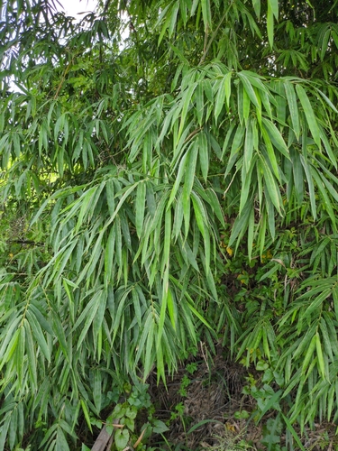 Dendrocalamus latiflorus observed 2026-06-23
