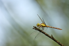 Sympetrum