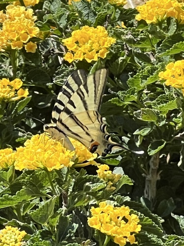 Scarce Swallowtail