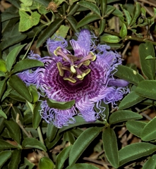 Passiflora cincinnata