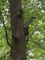 Sciurus carolinensis