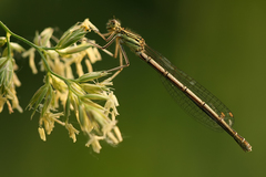 Platycnemis pennipes