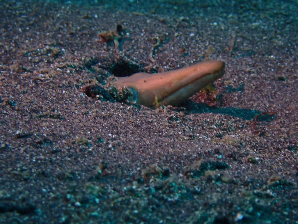 Longnosed snake eel (Ophisurus macrorhynchos) — Ophichthidae