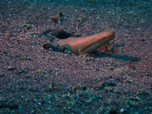 Longnosed snake eel (Ophisurus macrorhynchos) — Ophichthidae