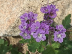 Phacelia crenulata crenulata