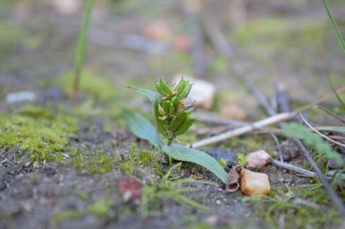 Wurmbea glassii (Wurmbea glassii)
