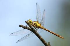 Sympetrum