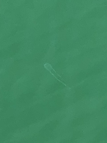 Carybdea rastonii observed 2026-06-23