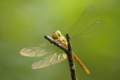 Sympetrum