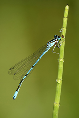 Coenagrion puella