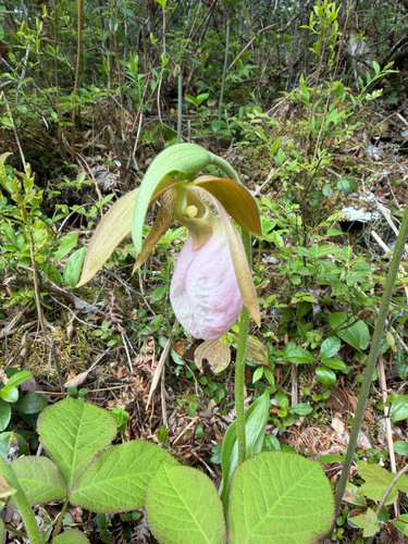 pink lady's slipper