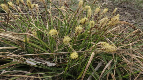 Carex ericetorum (Carex ericetorum)