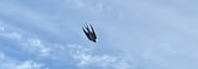 Welcome Swallow