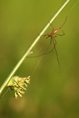 Tetragnatha