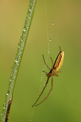 Tetragnatha