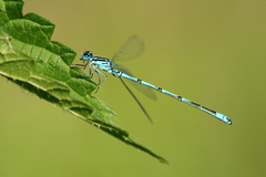 Coenagrion puella