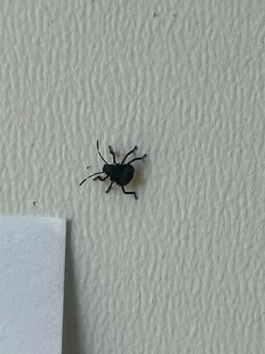 Brown Marmorated Stink Bug