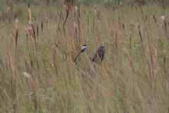 Tyrannus savana