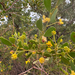 Acacia monticola