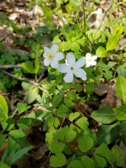 Enemion biternatum