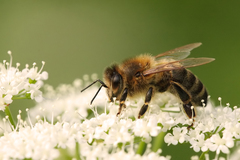 Apis mellifera