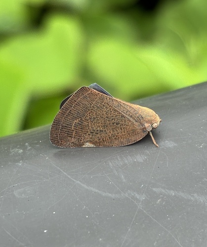 Pochazia shantungensis