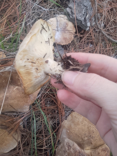 Leucopaxillus eucalyptorum
