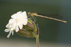 Platycnemis pennipes