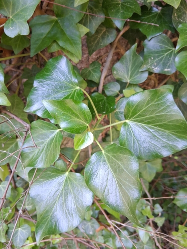 common ivy
