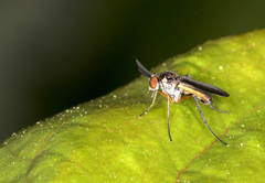 Dolichopodinae