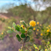 Acacia monticola
