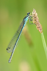 Coenagrion puella