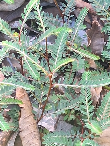 Phyllanthus urinaria observed 2026-06-22