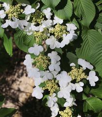 Viburnum plicatum tomentosum