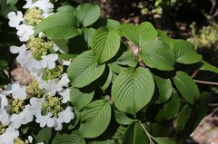 Viburnum plicatum tomentosum
