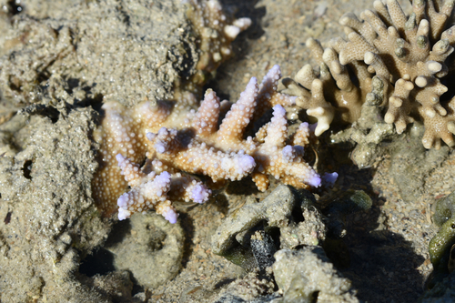 Acropora aspera observed 2026-06-23