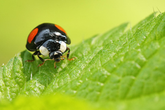Harmonia axyridis