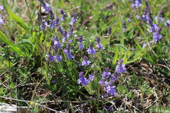 Veronica capsellicarpa