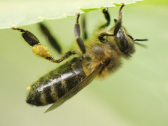 Apis mellifera