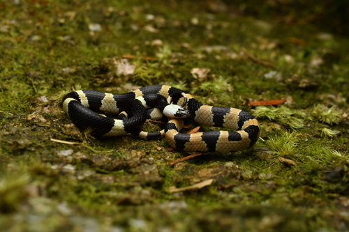 Sichuan Wolf Snake