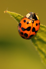 Harmonia axyridis
