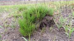 Sporobolus heterolepis