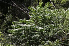 Viburnum plicatum tomentosum