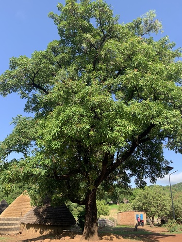 Shea Tree