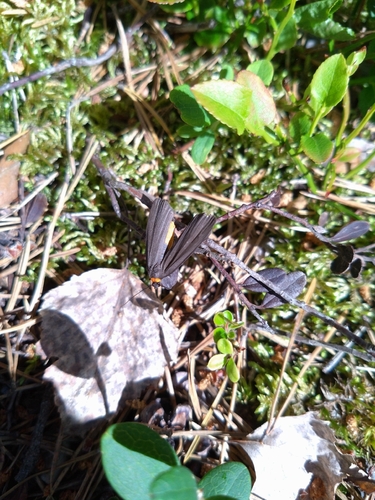 Red-necked Footman