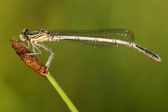 Platycnemis pennipes