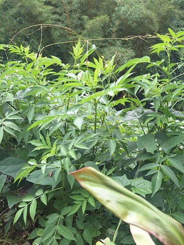 Sambucus canadensis observed 2026-06-22